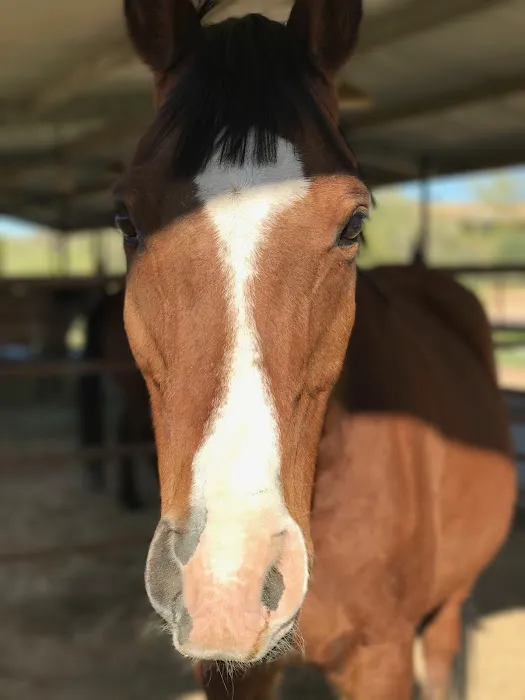 Southwest Equine Veterinary Clinic Picture 4