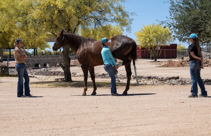 FX Equine Picture 7