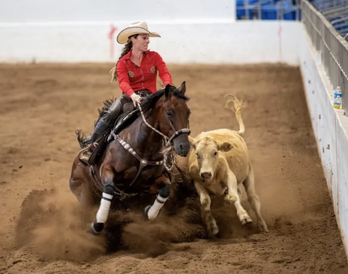 FX Equine Picture 9