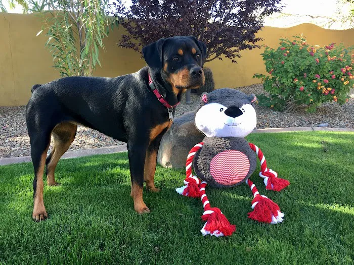 Pima North Animal Hospital Picture 4