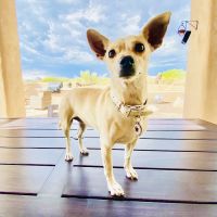 Pima North Animal Hospital ico