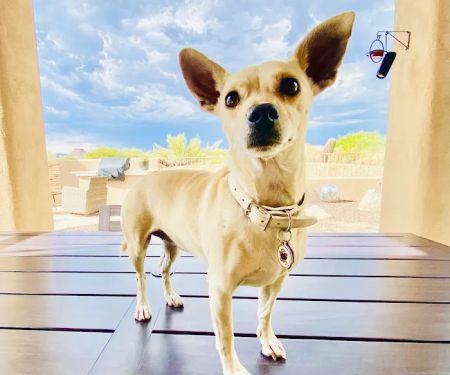 Pima North Animal Hospital