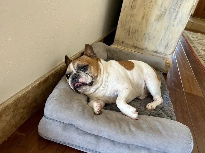 Pima North Animal Hospital Picture 5