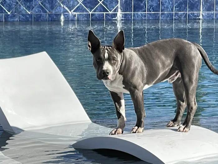 Pima North Animal Hospital Picture 3