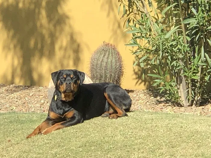 Pima North Animal Hospital Picture 6