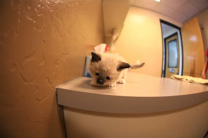Animal Hospital at Grayhawk Picture 8