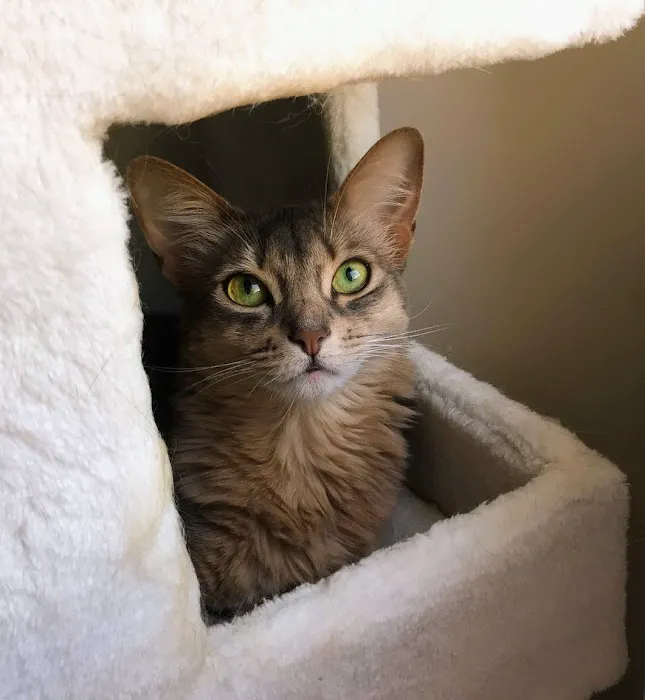 BluePearl Pet Hospital Picture 3