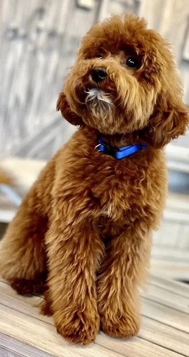 BluePearl Pet Hospital Picture 2