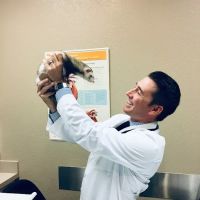 Desert Veterinary Medical Specialists ico