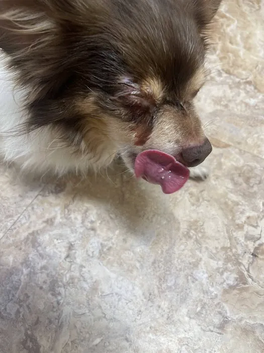 Eye Care for Animals - North Scottsdale Picture 1