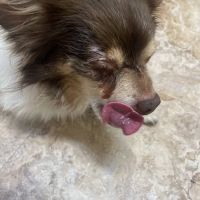 Eye Care for Animals - North Scottsdale ico