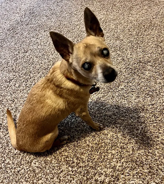 Eye Care for Animals - North Scottsdale Picture 10