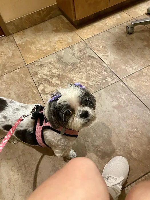 Eye Care for Animals - North Scottsdale Picture 3