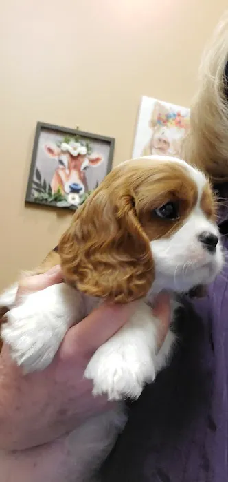 Eye Care for Animals - North Scottsdale Picture 4