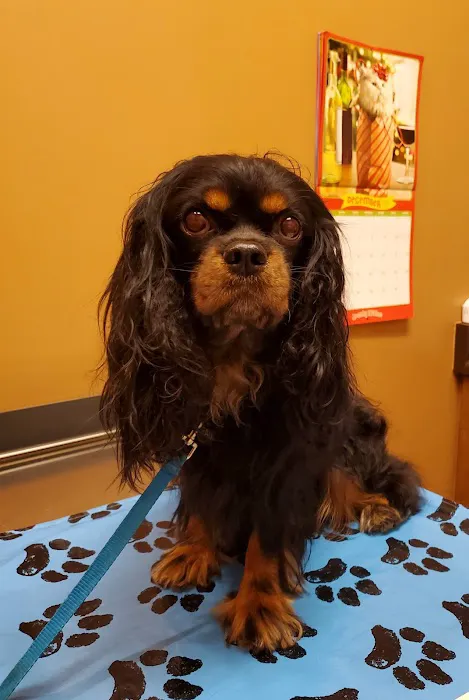Eye Care for Animals - North Scottsdale Picture 9