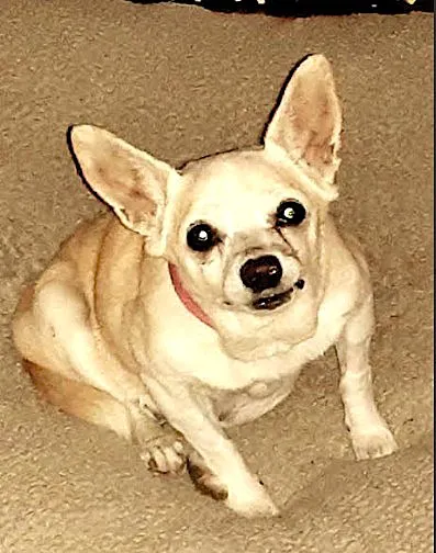 Scottsdale Veterinary Specialty and Emergency Center Picture 1