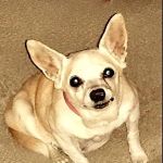 Scottsdale Veterinary Specialty and Emergency Center