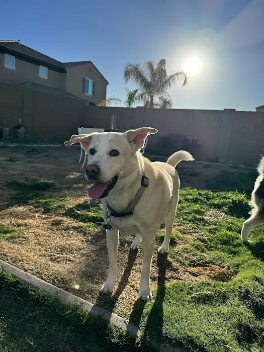 Animal Specialty Group of Scottsdale Picture 7