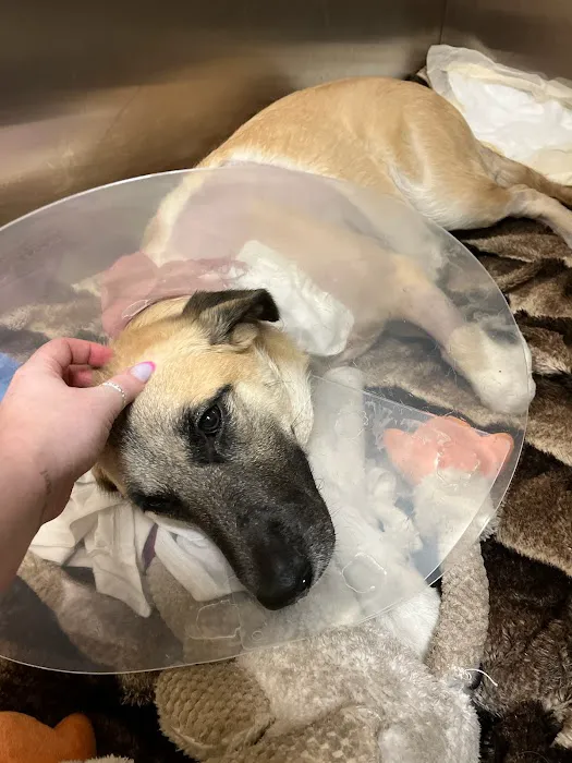 Arizona Canine Orthopedics & Sports Medicine Picture 1