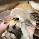 Arizona Canine Orthopedics & Sports Medicine