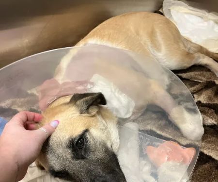 Arizona Canine Orthopedics & Sports Medicine