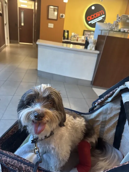 Arizona Canine Orthopedics & Sports Medicine Picture 6