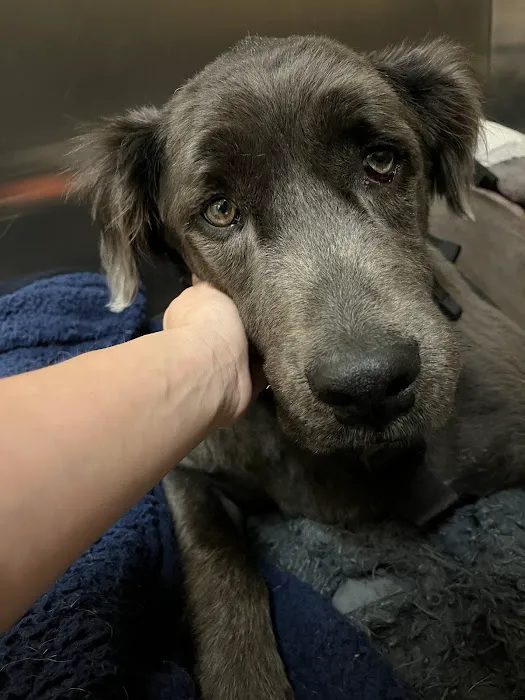 Arizona Canine Orthopedics & Sports Medicine Picture 7