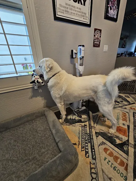 Arizona Canine Orthopedics & Sports Medicine Picture 8