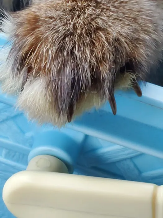 Arizona Exotic Animal Hospital (Phoenix) Picture 7
