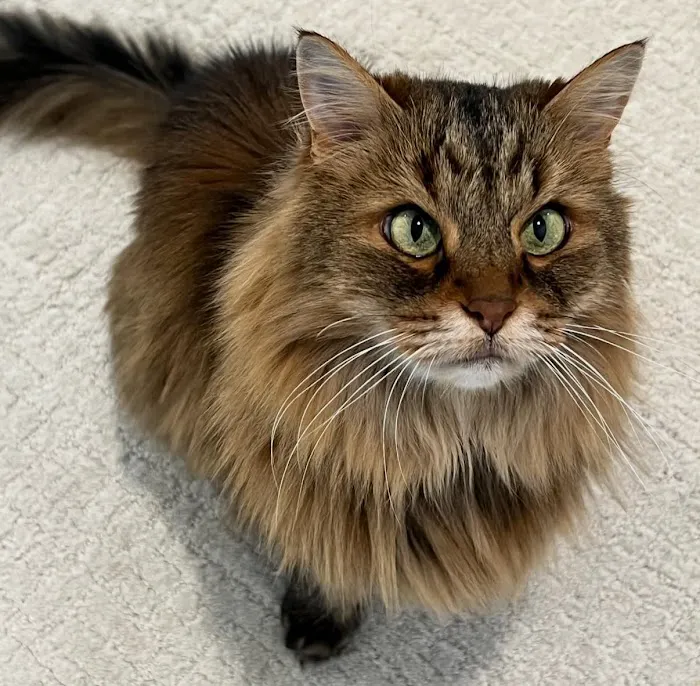 Angel Vet Picture 1