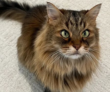 Angel Vet