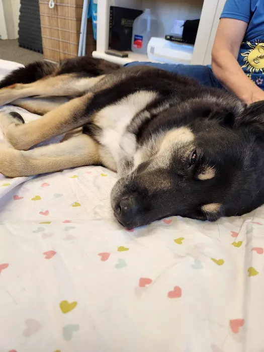 Veterinary Acupuncture and Alternative Medicine in Phoenix Picture 1