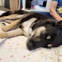 Veterinary Acupuncture and Alternative Medicine in Phoenix ico