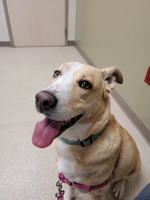 VetMED Emergency & Specialty Veterinary Hospital Picture 6
