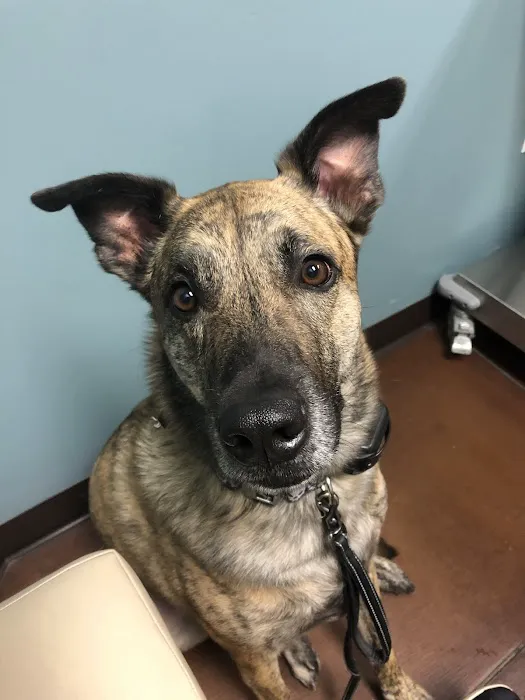 VetMED Emergency & Specialty Veterinary Hospital Picture 4