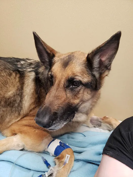 VetMED Emergency & Specialty Veterinary Hospital Picture 10