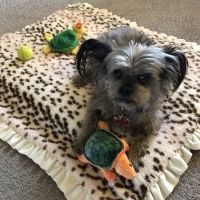 Moon Valley Animal Hospital ico
