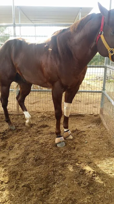 Rio Verde Equin DVM Picture 3