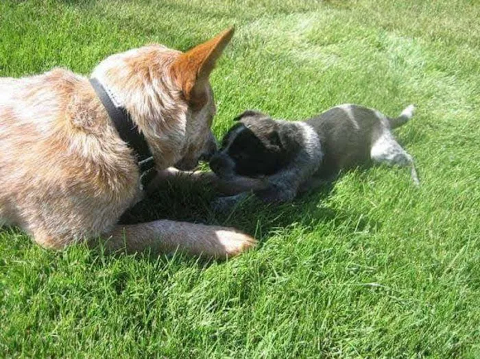 Banfield Pet Hospital Picture 4