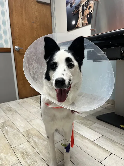 1st Pet Veterinary Centers - North Valley Picture 7
