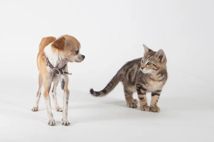 1st Pet Veterinary Centers - North Valley Picture 3