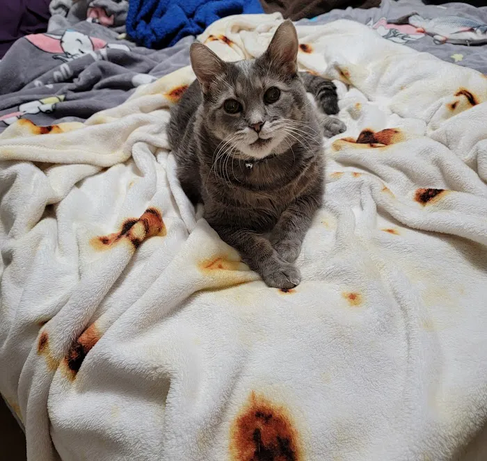 All About Restful Pets Picture 10