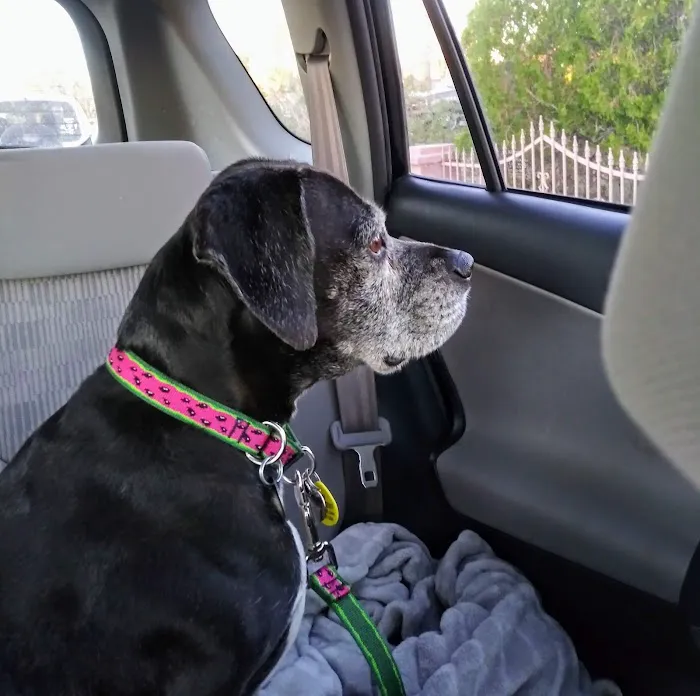 All About Restful Pets Picture 8
