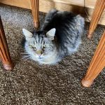 All About Restful Pets