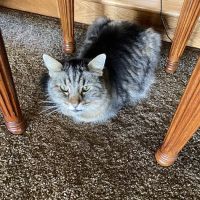 All About Restful Pets ico
