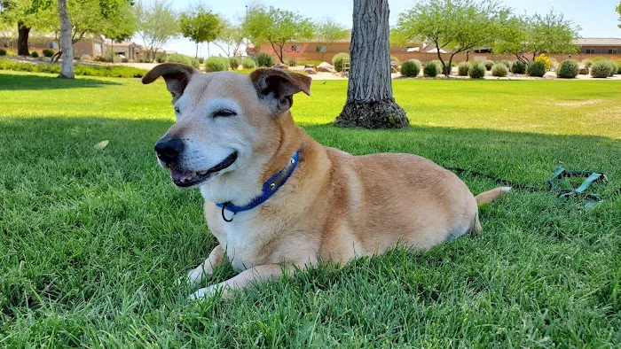 All About Restful Pets Picture 2