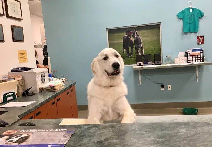 Deer Creek Animal Hospital & Pet Resort Picture 4