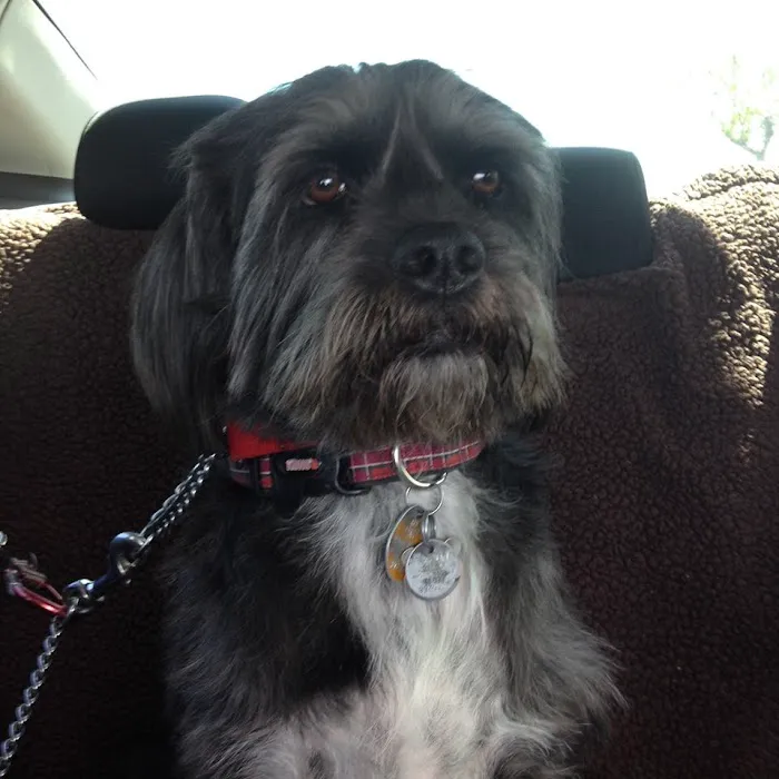 Deer Creek Animal Hospital & Pet Resort Picture 8