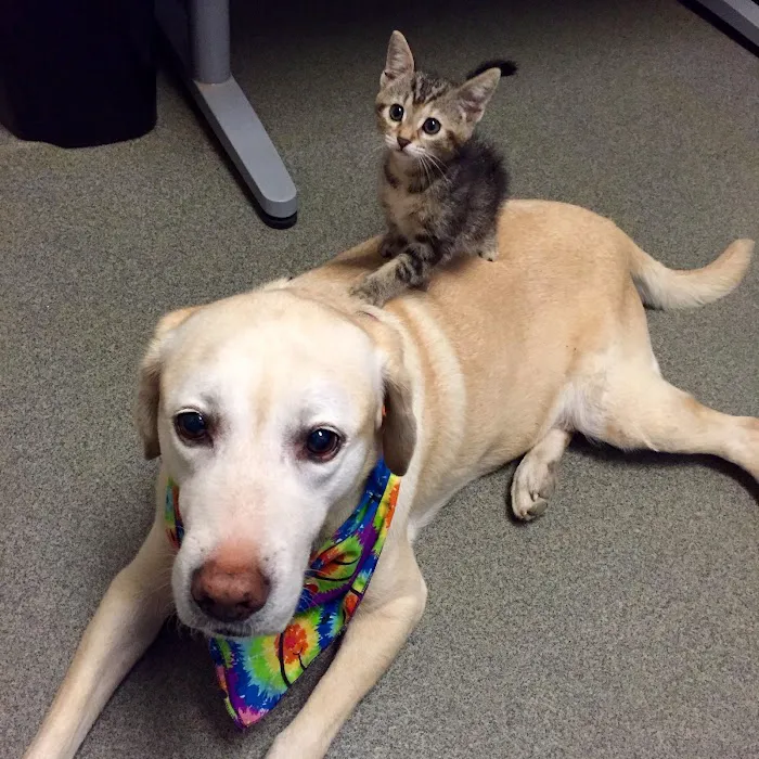 Deer Creek Animal Hospital & Pet Resort Picture 9