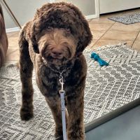 Deer Creek Animal Hospital & Pet Resort ico